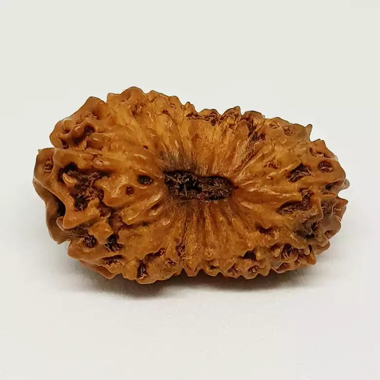 Eighteen Mukhi Indonesian Rudraksha