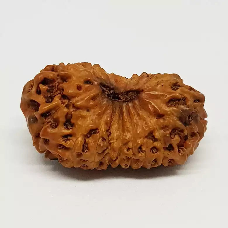 Eighteen Mukhi Indonesian Rudraksha