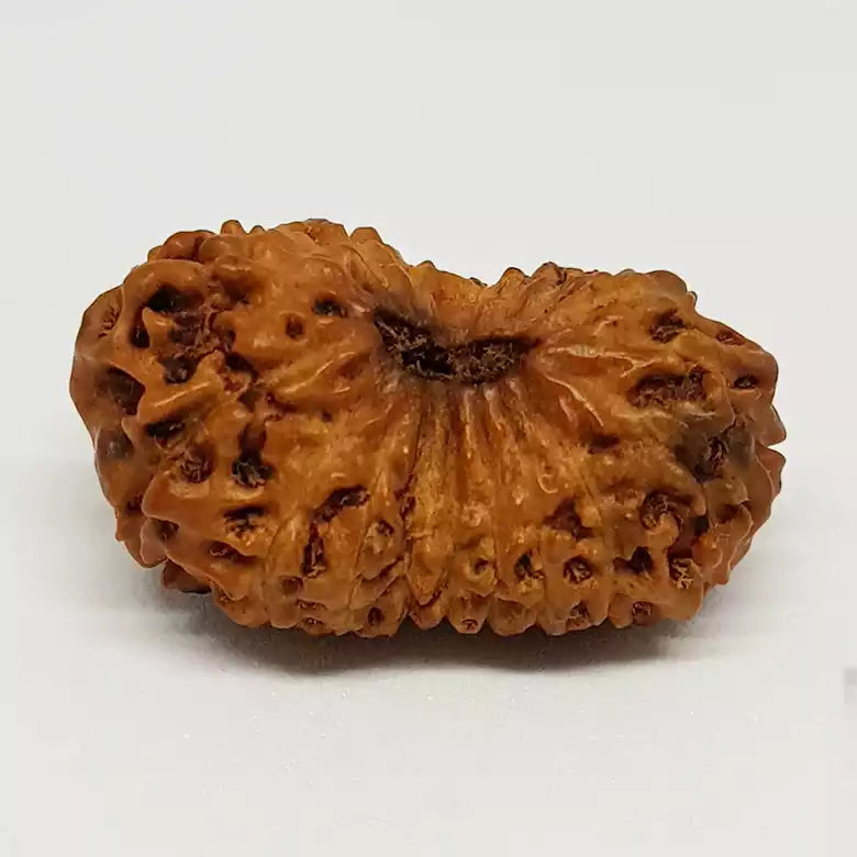 Eighteen Mukhi Indonesian Rudraksha