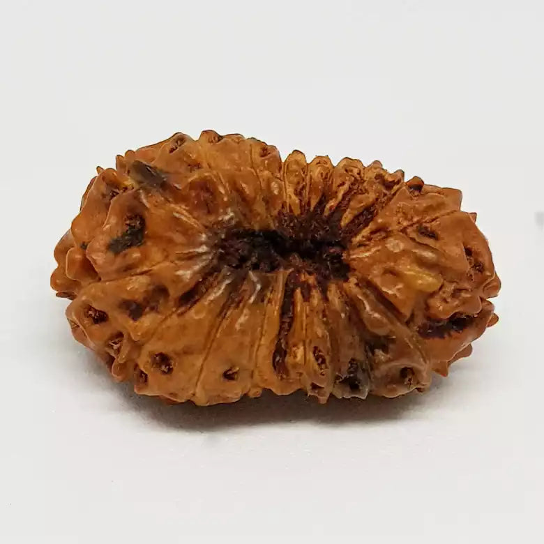 Eighteen Mukhi Indonesian Rudraksha