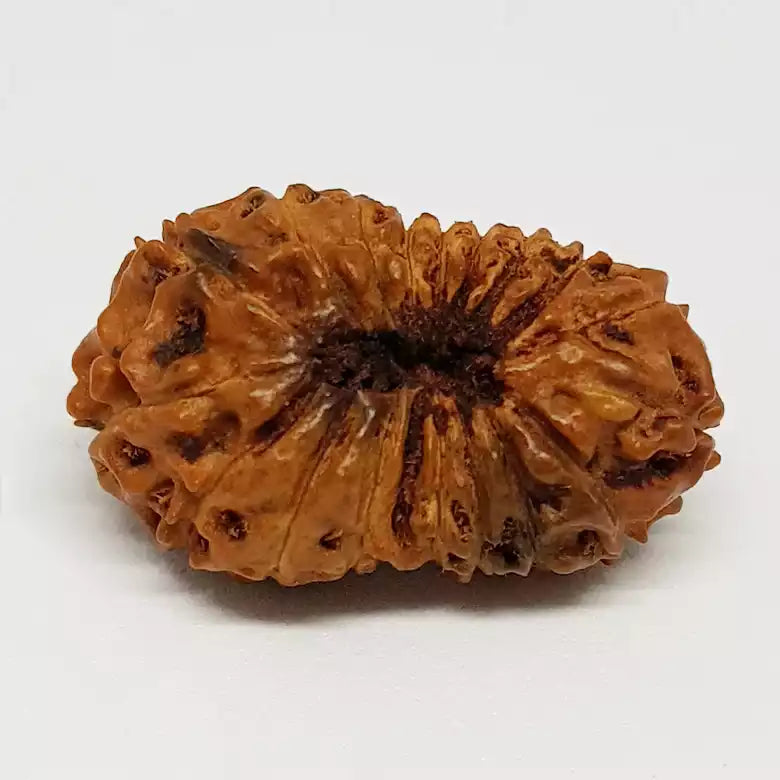 Eighteen Mukhi Indonesian Rudraksha