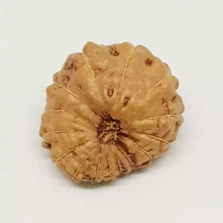 Fifteen Faced Rudraksha