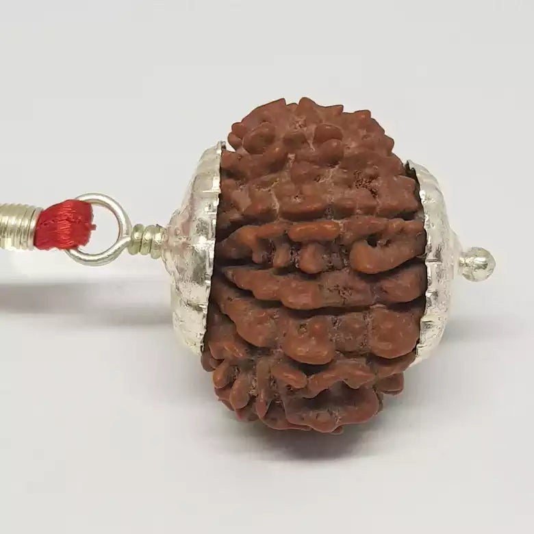 Fifteen Faced Rudraksha