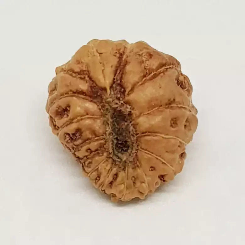 Fifteen Faced Rudraksha