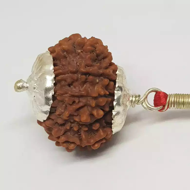 Fifteen Faced Rudraksha