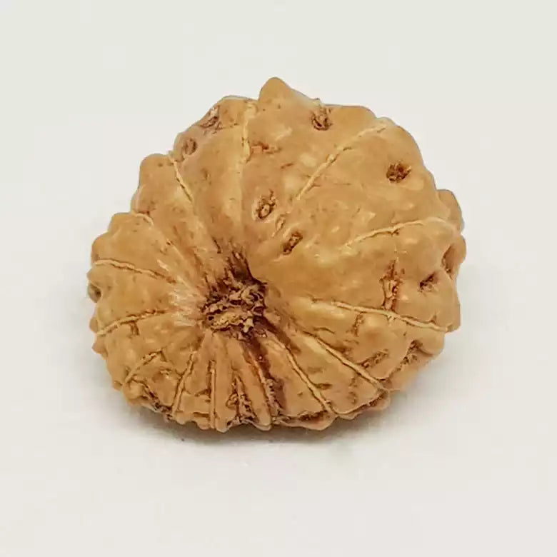 Fifteen Faced Rudraksha