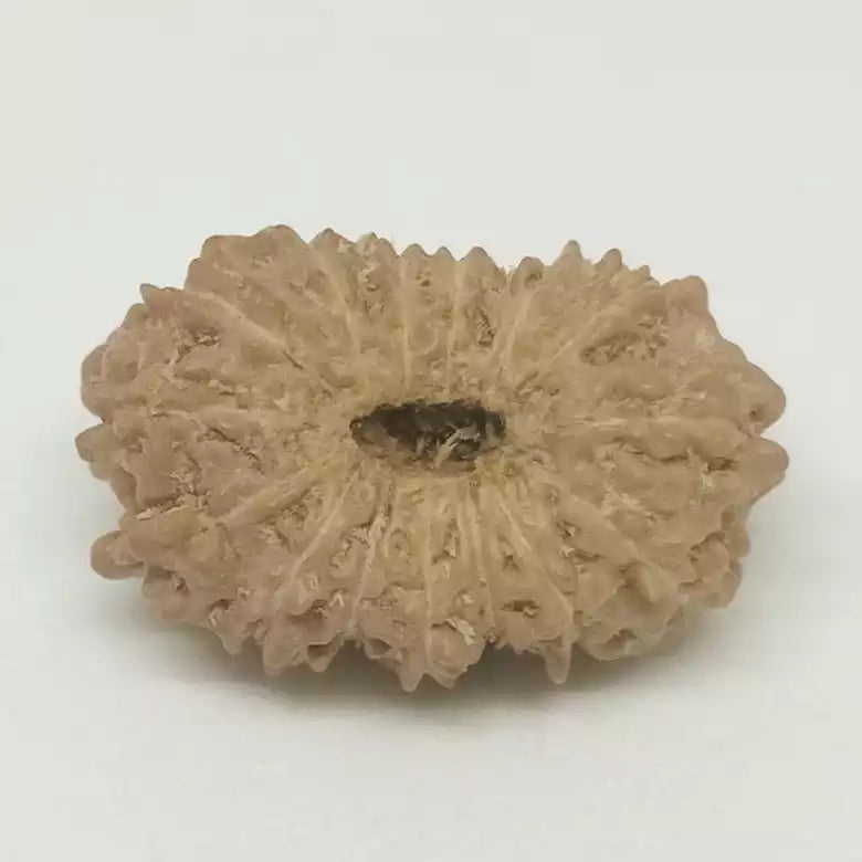 Fifteen Faced Rudraksha