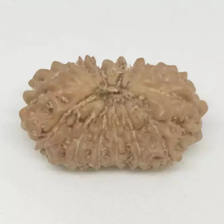 Fifteen Faced Rudraksha