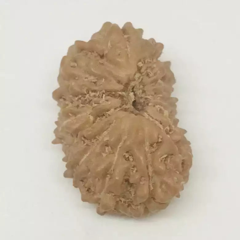 Fifteen Faced Rudraksha