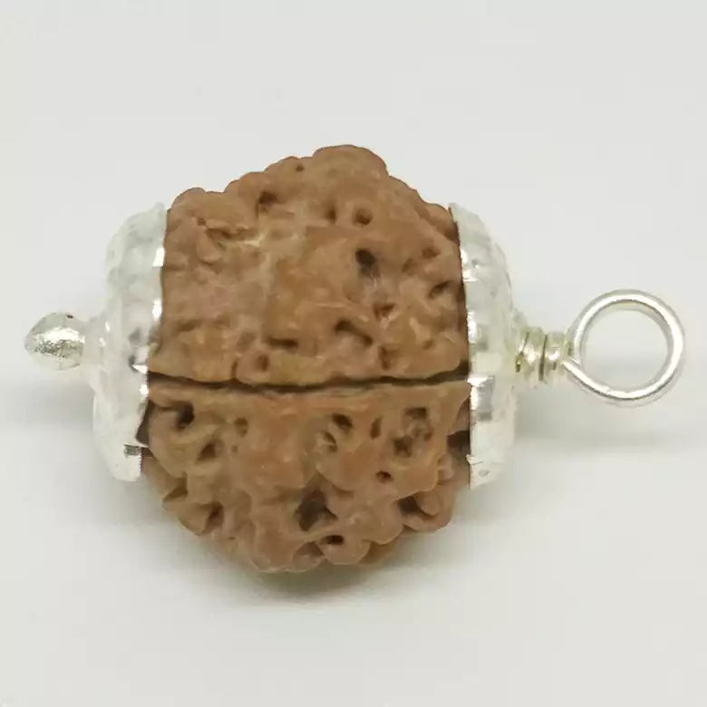 Five Faced Rudraksha