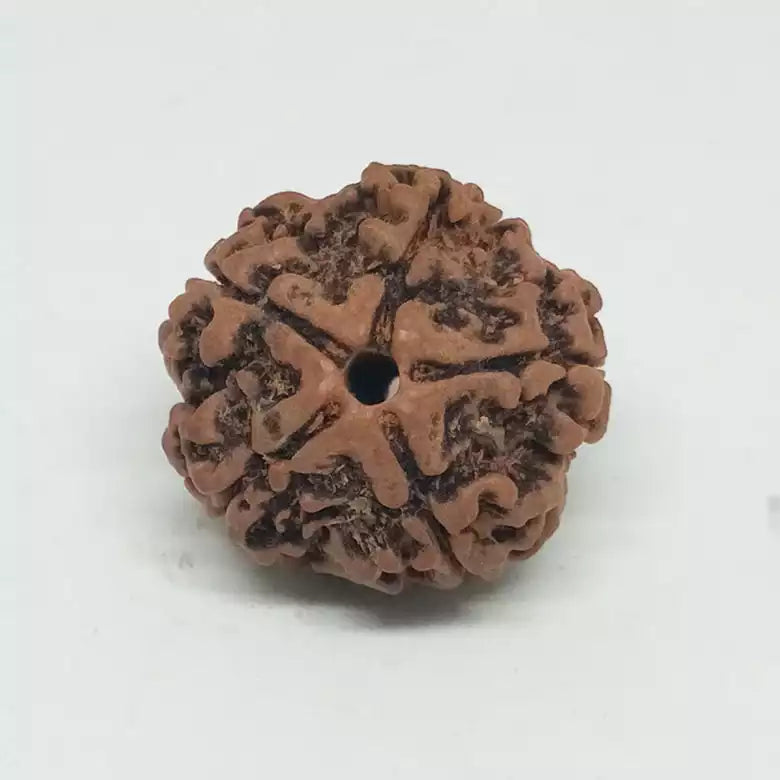 Five Faced Rudraksha