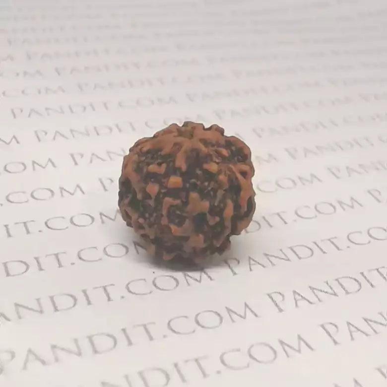 Five Faced Rudraksha