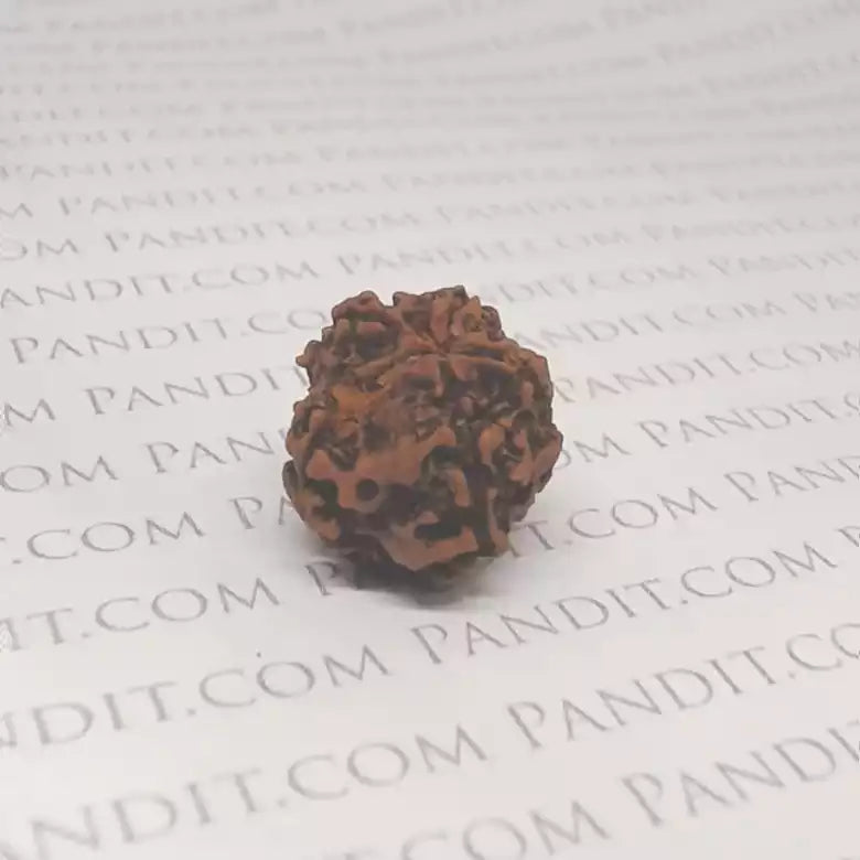 Five Faced Rudraksha