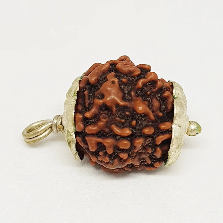 Four Faced Rudraksha