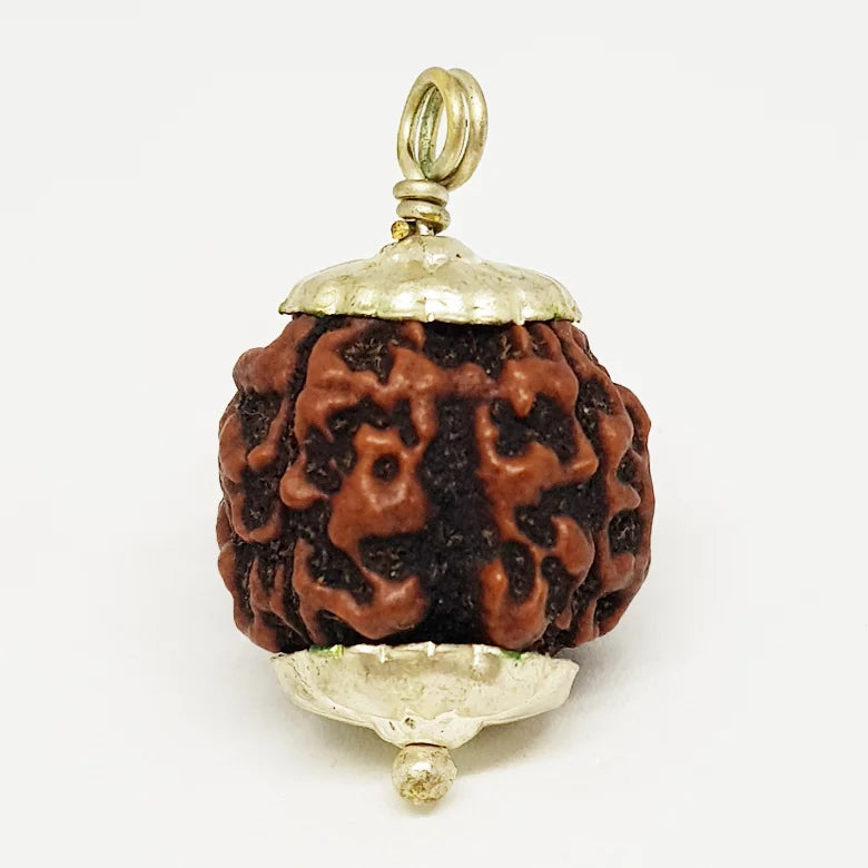 Four Faced Rudraksha