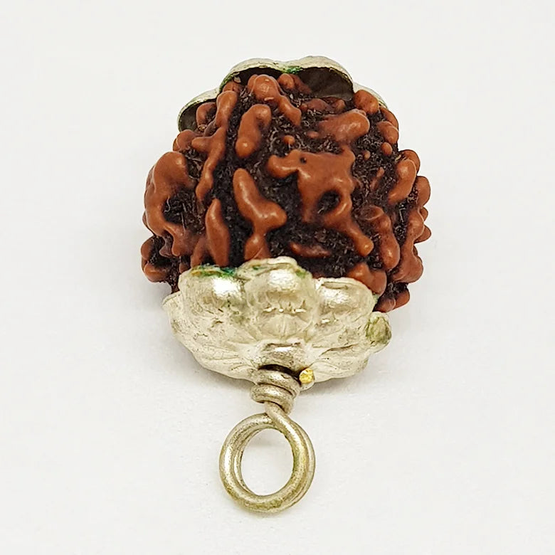 Four Faced Rudraksha