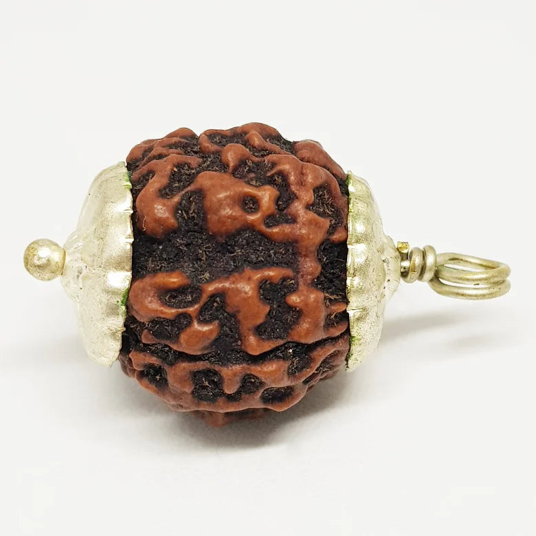 Four Faced Rudraksha