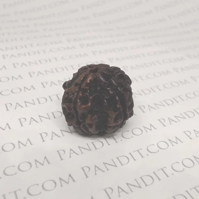 Four Faced Rudraksha