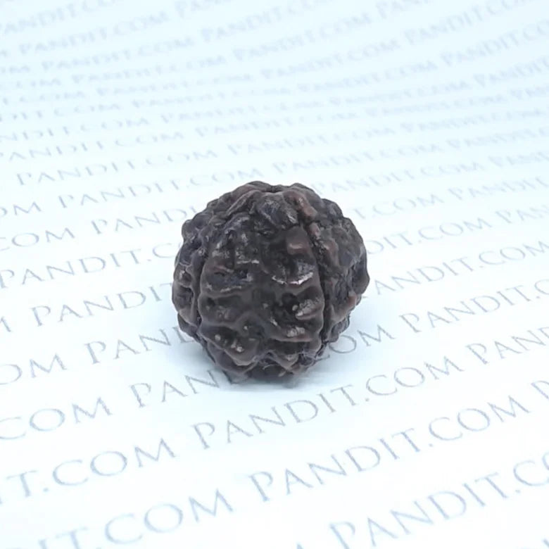 Four Faced Rudraksha