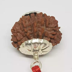 Fourteen Faced Rudraksha