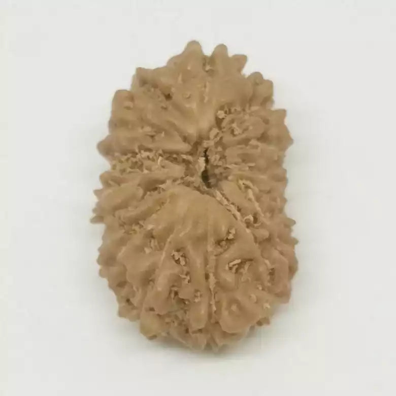 Fourteen Faced Rudraksha