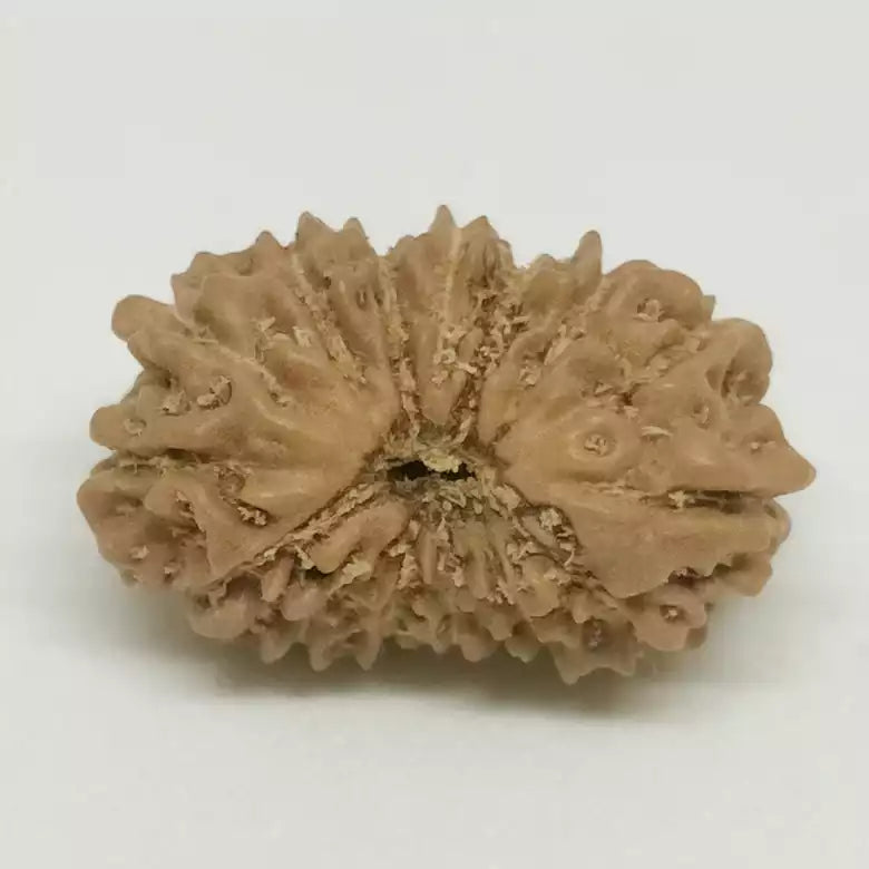 Fourteen Faced Rudraksha