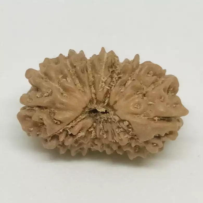 Fourteen Faced Rudraksha