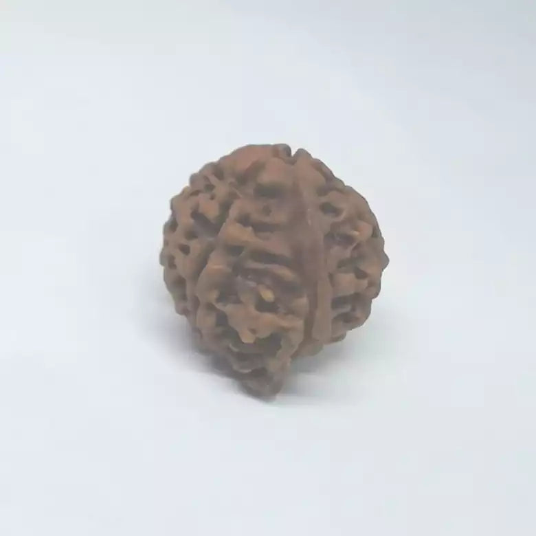 Ganesh Premium Rare Rudraksha