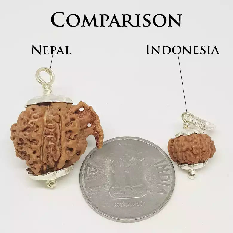 Ganesh Rudraksha