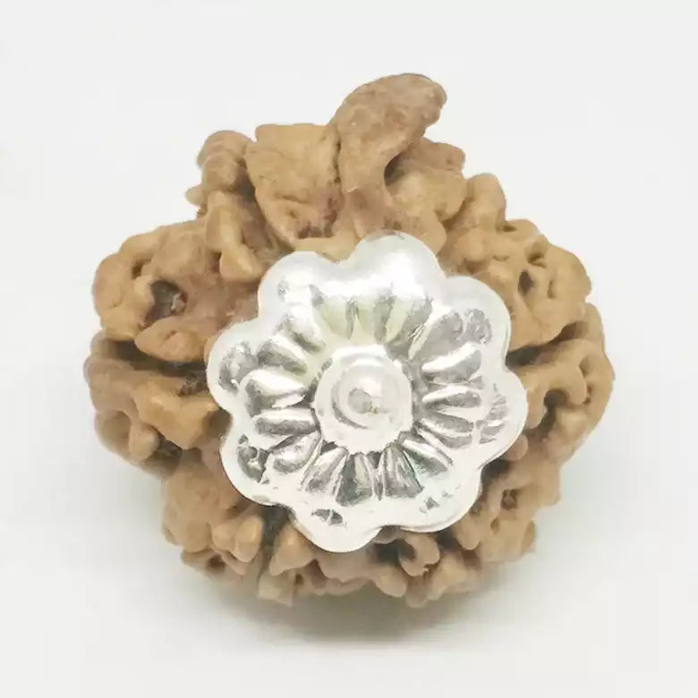 Ganesh Rudraksha