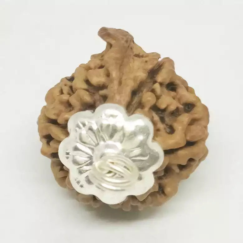 Ganesh Rudraksha