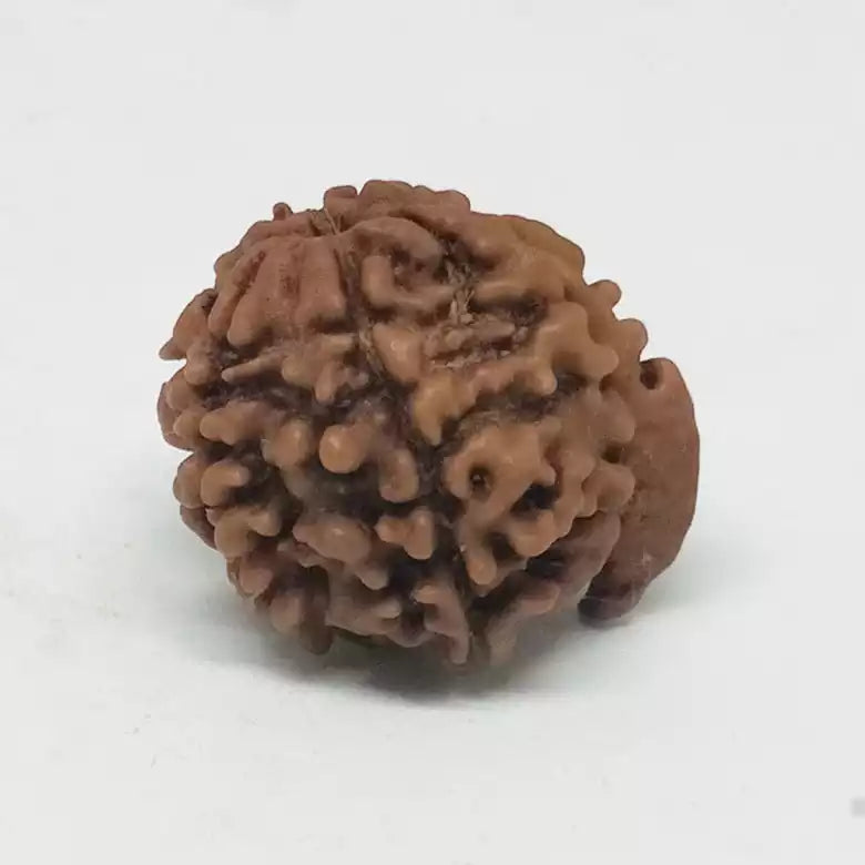 Ganesh Rudraksha