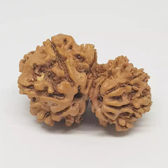 Gauri Ganesh Rudraksha