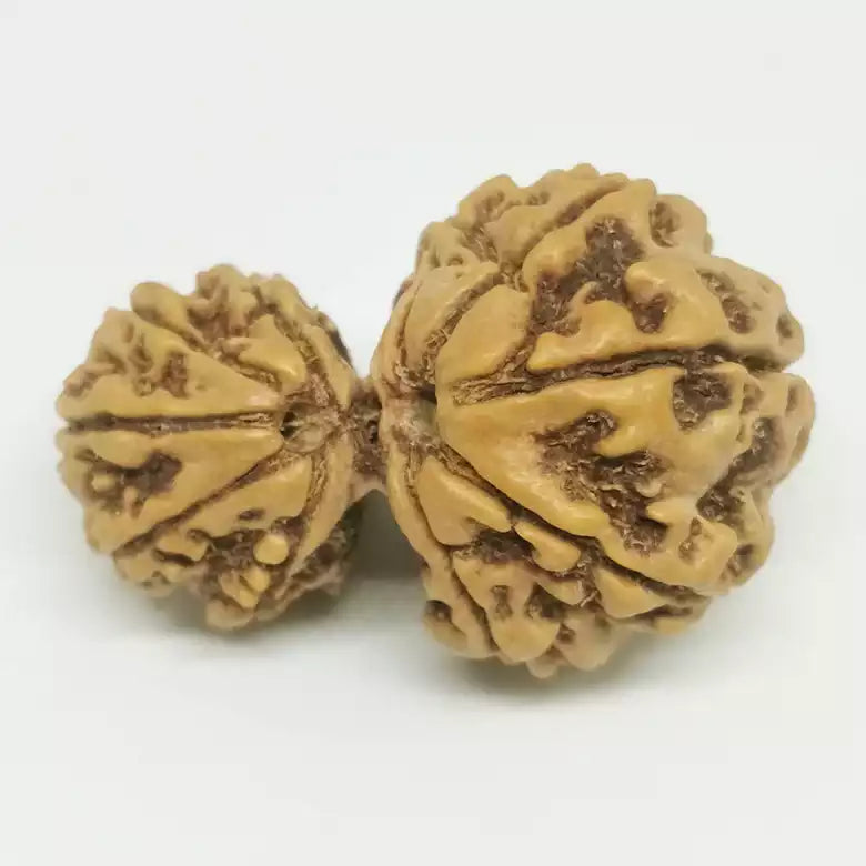 Gauri Ganesh Rudraksha