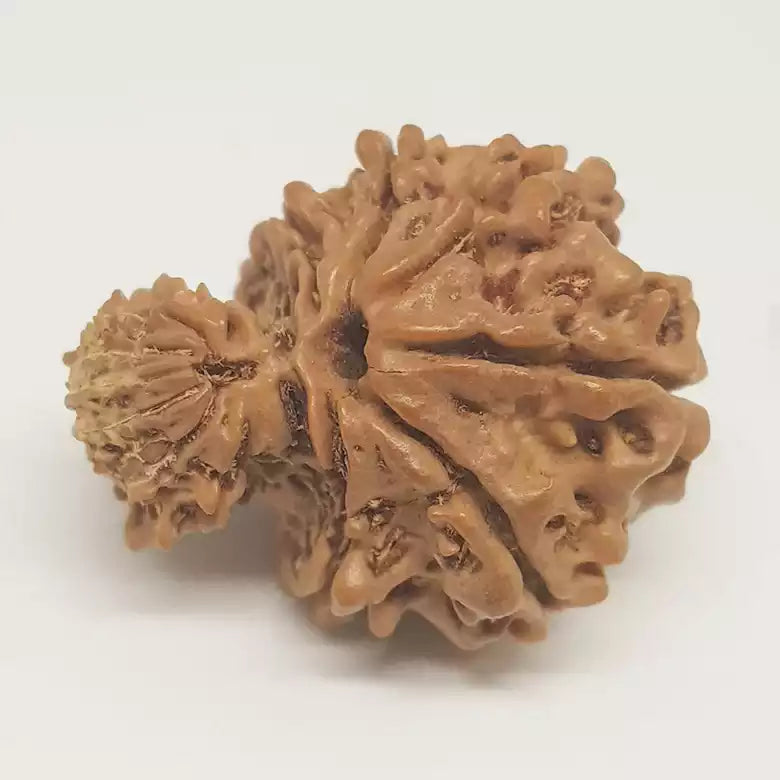 Gauri Ganesh Rudraksha