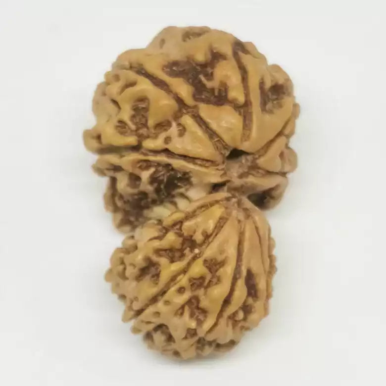 Gauri Ganesh Rudraksha