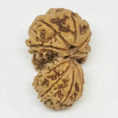 Gauri Ganesh Rudraksha