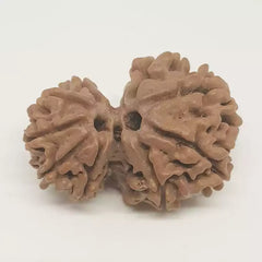 Gauri Ganesh Rudraksha