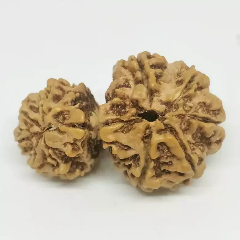 Gauri Ganesh Rudraksha