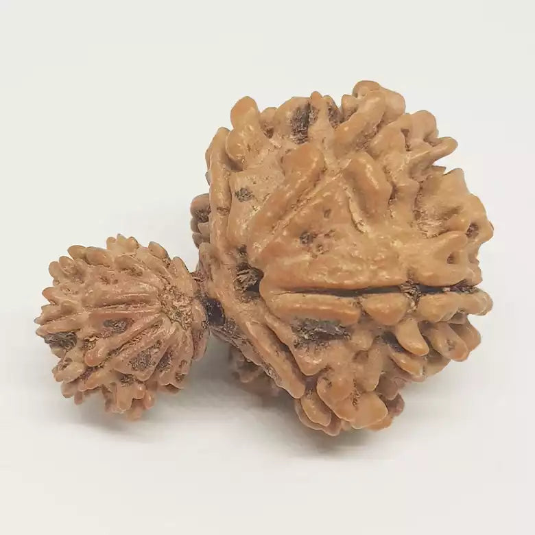 Gauri Ganesh Rudraksha