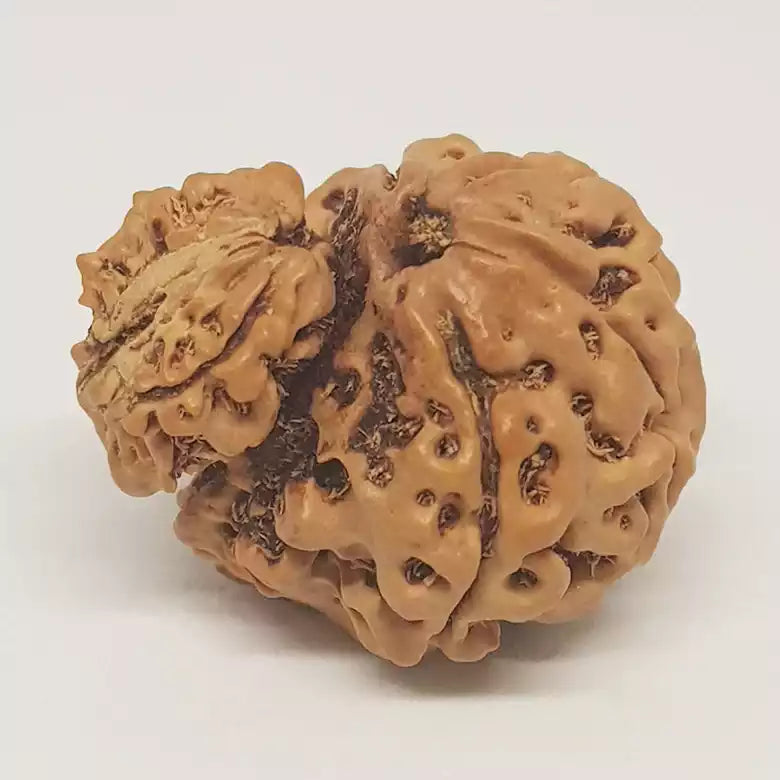 Gauri Ganesh Rudraksha