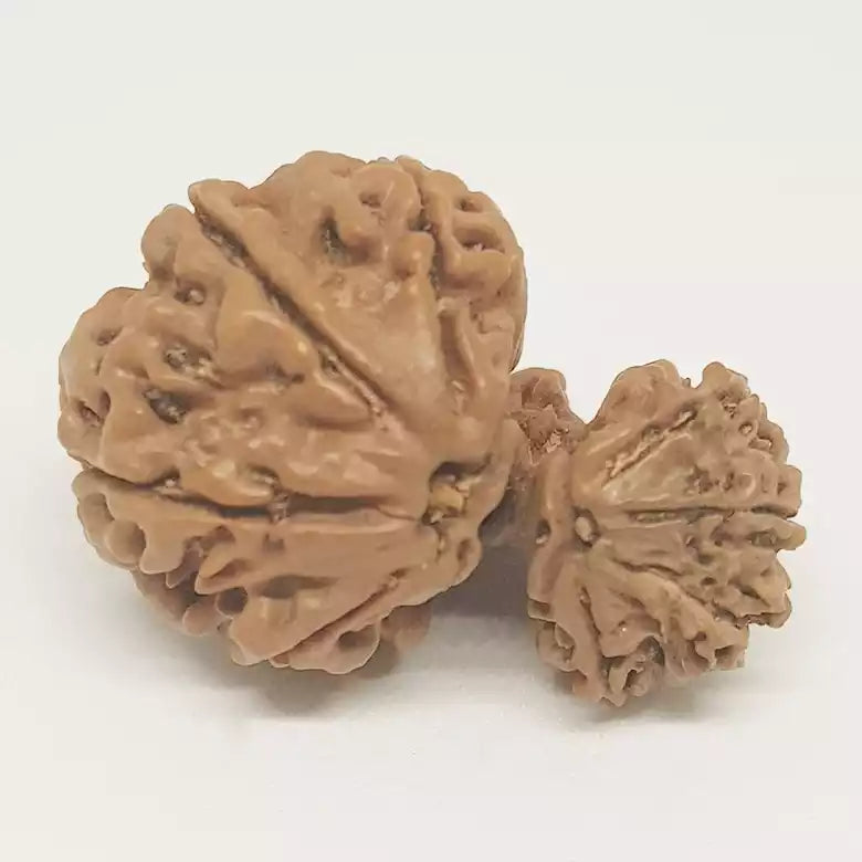 Gauri Ganesh Rudraksha