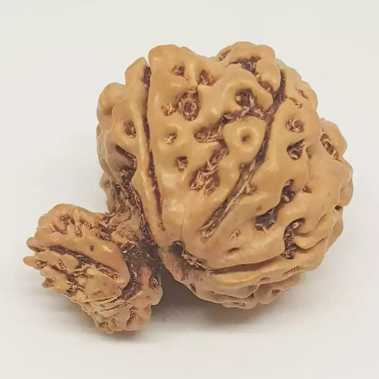 Gauri Ganesh Rudraksha