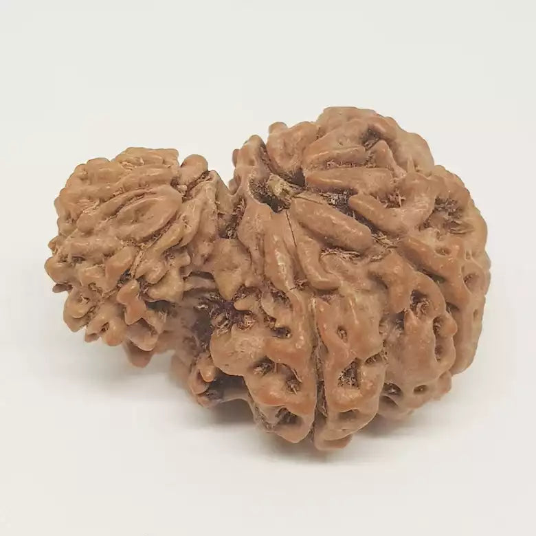 Gauri Ganesh Rudraksha