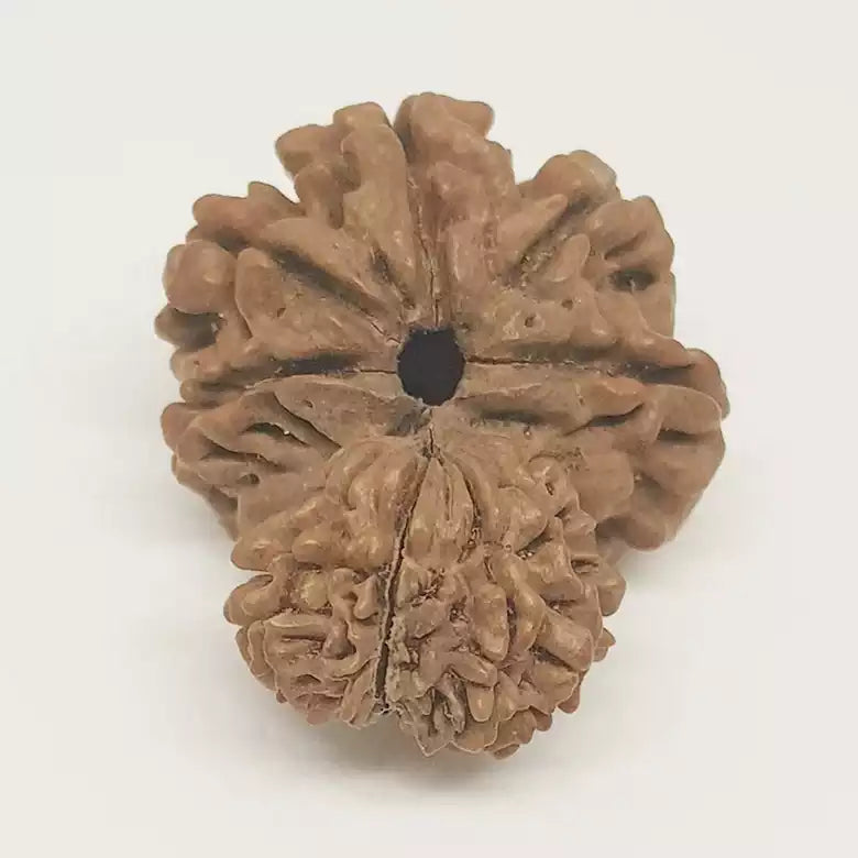 Gauri Ganesh Rudraksha