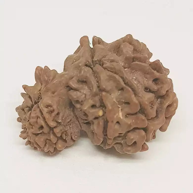 Gauri Ganesh Rudraksha