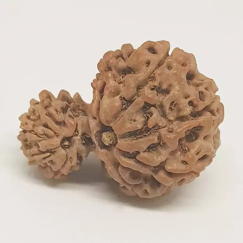 Gauri Ganesh Rudraksha