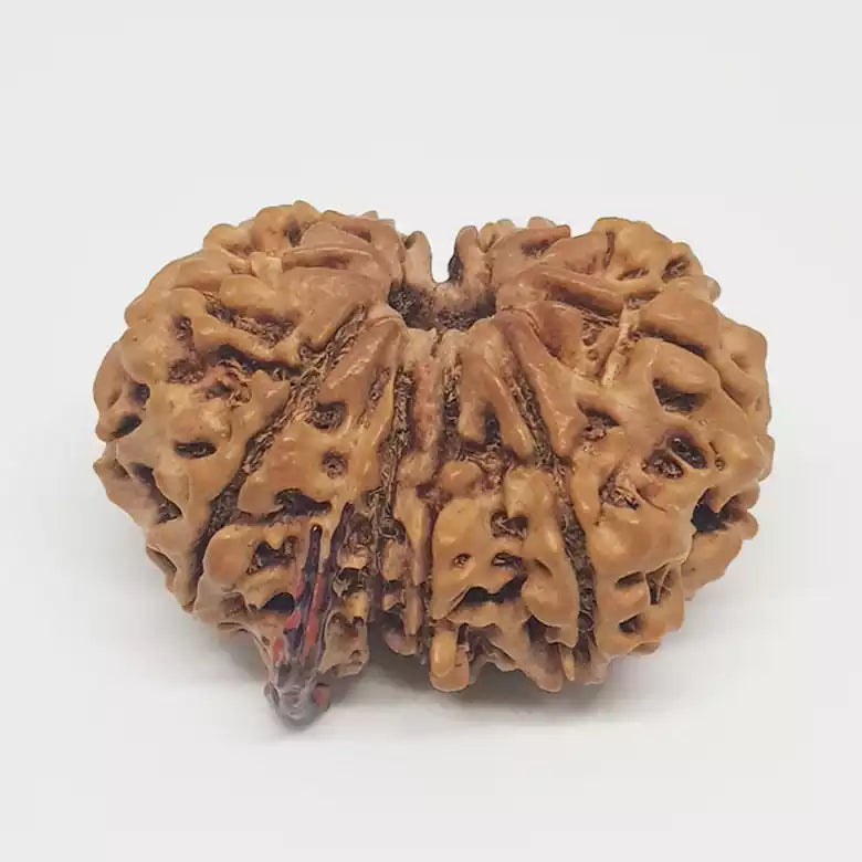 Gauri Shankar Ganesh Rudraksha