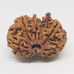 Gauri Shankar Ganesh Rudraksha