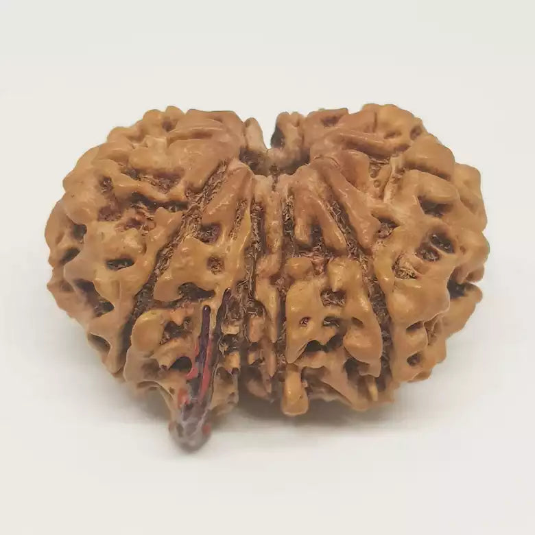 Gauri Shankar Ganesh Rudraksha